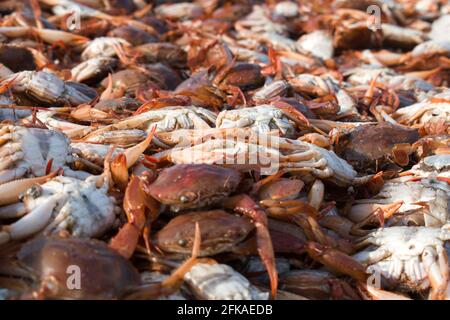 Sammlung großer Mengen roter Seakraben für den Export mit geringer Schärfentiefe. Stockfoto