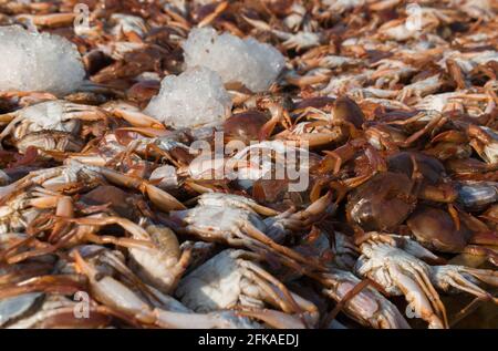 Sammlung großer Mengen roter Seakraben für den Export mit geringer Schärfentiefe. Stockfoto