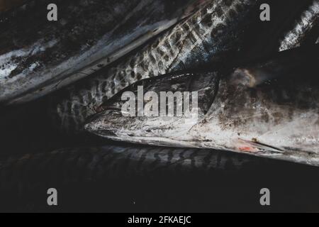 Nahaufnahme des spanischen Makrelenfischhintergrundes. Stockfoto