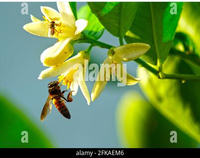 Biene auf Zitronenblüte. APIs Mellifera oder Honigbiene sammelt Pollen von Blumen. Weiße Duftblüten mit grünen Blättern und Honigbiene. Stockfoto