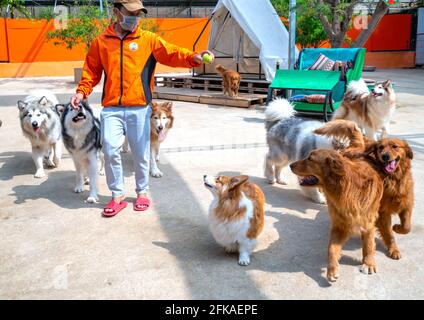 Der Tiertrainer macht einen lebhaften Trick, um anzuziehen Die Welpen folgen ihm, um sie zu zähmen Freunde mit Menschen auf einer Welpenfarm in der Nähe zu sein D Stockfoto