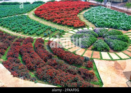 Blumengarten von oben mit vielen lila Lavendelblüten, scharlachroten Salbei, Chrysantheme im Ökotourismus-Gebiet zieht Besucher in der Nähe von Da Lat, Stockfoto