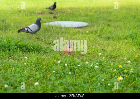Rotes Eichhörnchen und Tauben im grünen Gras. Stockfoto
