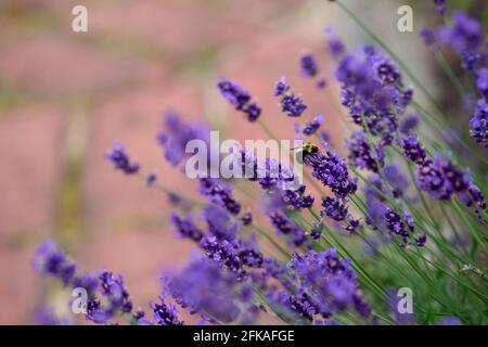 Biene auf dunkelvioletten Lavendelpflanzen Stockfoto