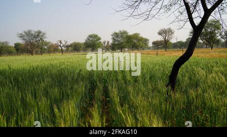 Roggenfelder aus der Nähe. Die Ernte ist reif. Weizenfelder schwingen in der Landwirtschaft Ackerland. Nahaufnahme des grünen Triticalfeldes. Stockfoto