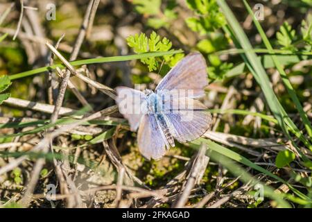 Schmetterling, Gemeine blau (Polyommatus icarus) Stockfoto