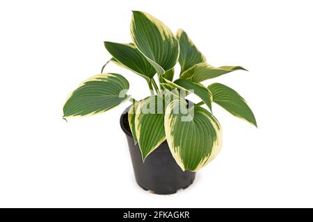 Asiatische Hosta-Pflanze mit grünen Blättern mit weißen Rändern Blumentopf isoliert auf weißem Hintergrund Stockfoto