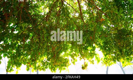 Unterer Schuss von grünen Blättern der Bael- oder Bilv-Pflanze. Lindert Verstopfungsblätter des Bael-Baumes mit Bael-Früchten. Stockfoto