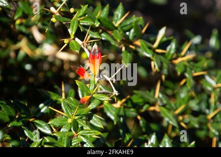 Immergrüner Berberis frikartii verzweigt sich in der Frühlingssonne mit Stacheln an Die Triebe und die ganzen Ränder der Blätter Stockfoto