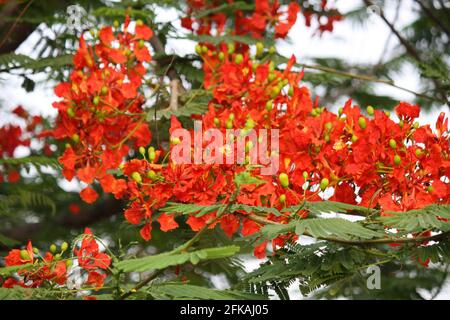 Royal poinciana oder Gulmohar (Delonix regia) in voller Blüte Stockfoto