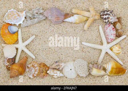 Different beautiful seashells and starfish arranged as a border on sand background with copyspace Stockfoto