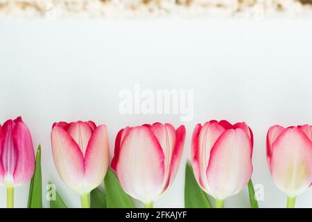Rosa Tulpen in einer Reihe auf weißem Hintergrund Stockfoto