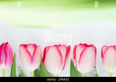 Rosa Tulpen in einer Reihe auf weißem Hintergrund Stockfoto