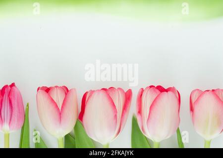 Rosa Tulpen in einer Reihe auf weißem Hintergrund Stockfoto