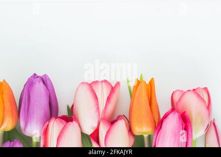Bunte Tulpen auf weißem Hintergrund; flache Lage; Tulpenrahmen auf weißem Hintergrund mit Kopierraum Stockfoto