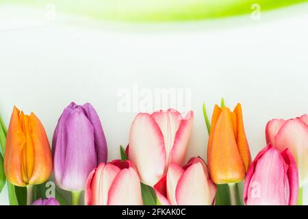Bunte Tulpen auf weißem Hintergrund; flache Lage; Tulpenrahmen auf weißem Hintergrund mit Kopierraum Stockfoto