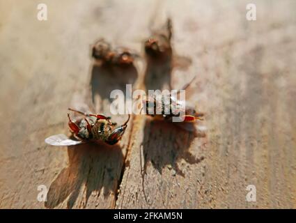 Gruppe von Bienen, die an Umweltvergiftungen starben Stockfoto