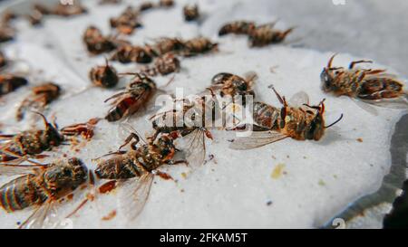 Gruppe von Bienen, die an parasitären Erkrankungen starben Stockfoto