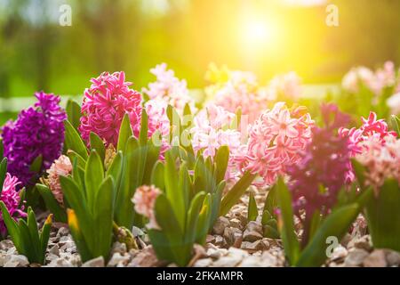 Schöne mehrfarbige Hyazinthen. Blumen im Frühlingspark. Stockfoto