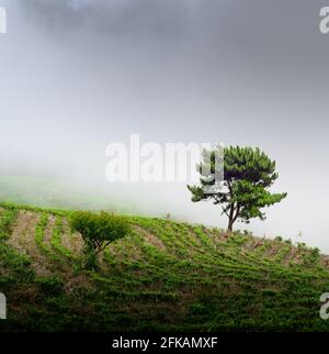 Isolierter Baum in einem nebligen Hangland, Einfachheit und minimalistisches Konzept Landschaftsfoto. Teeplantage in Lipton Seat. Stockfoto