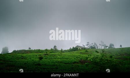 Tea Estate Gebäude auf der Spitze eines Hügels, umgeben von Teelandschaften, mystischer Aussicht auf die Landschaft, kaltes und düsteres Wetter. Stockfoto