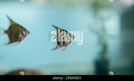 Ein Paar Zebra-ähnliche, schwarz gestreifte Engelfische, die in einem Süßwasserfischbecken herumlaufen. Schöne kleine Babyfische. Stockfoto