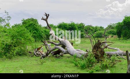 Großer gefallener Baum auf dem grünen Rasen im Hambanthota Lunugamvehera National Park. Stockfoto