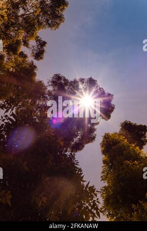 Sonnenstrahlen, die durch Baumblätter und Äste kommen, blicken vom Boden aus. Stockfoto