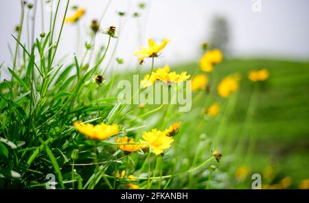 Schöne Wiese mit vielen kleinen gelben Dahlberg-Gänseblümchen am Morgen. Stockfoto