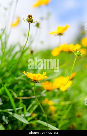 Schöne Wiese mit vielen kleinen gelben Dahlberg-Gänseblümchen am Morgen. Stockfoto