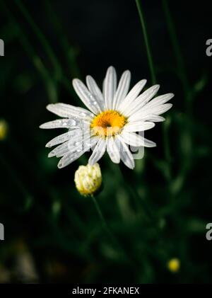 Weiße Gänseblümchen-Blume mit gelbem Zentrum, das am frühen Morgen der Sonne zugewandt ist, isolierte Gänseblümchen-Blume aus nächster Nähe im Garten Stockfoto