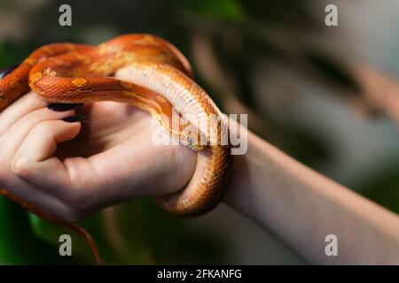 Maisschlange umwickelt Frau Hand auf grünem Natur Hintergrund. Exotisches Haustier. Nahaufnahme. Wildlife-Konzept. Stockfoto