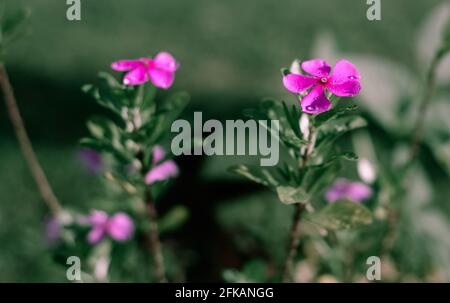 Friedhof Pflanzen rosa Blumen Busch aus nächster Nähe. Stockfoto