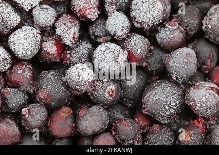 Nahaufnahme von gefrorenen Preiselbeeren Stockfoto