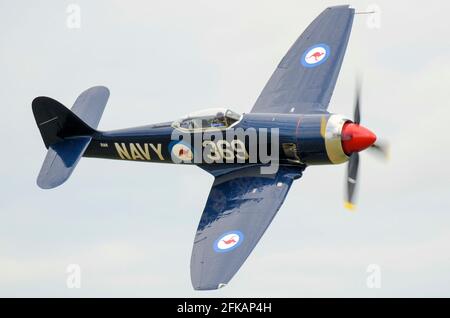 Hawker Sea Fury FB.10 Kampfflugzeug aus dem Zweiten Weltkrieg, das auf einer Flugschau fliegt. F-AZXL in den Farben der Royal Australian Navy. Hawker ISS Fury FB.11 Stockfoto