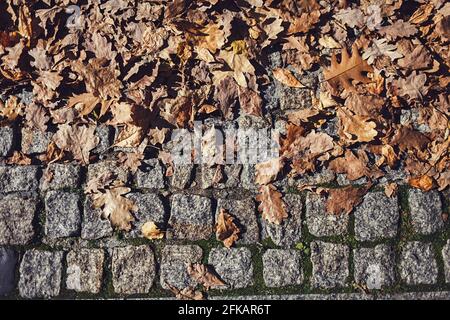 Herbstblätter auf alten Pflasterfliesen Stockfoto