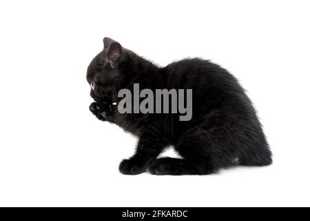 Flauschig reinrassige schwarze Kätzchen sitzt auf weißem Hintergrund und Legt eine Pfote Stockfoto