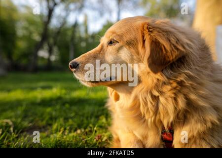 Porträt einer alten goldenen Retriever Hündin. Stockfoto