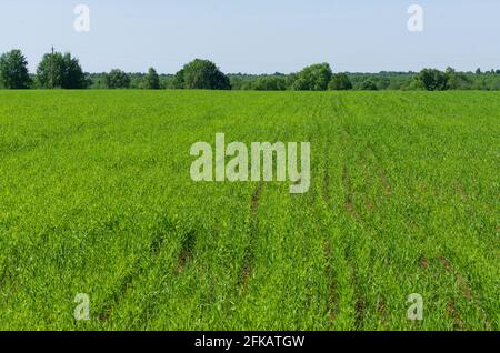 Grüne Farm Feld mit Reihen von Pflanzen in der Pflanzzeit Stockfoto