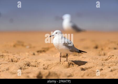 Möwenvögel am Strand. Nahaufnahme der weißen Möwen. Zwei Möwen stehen auf dem Sand. Stockfoto