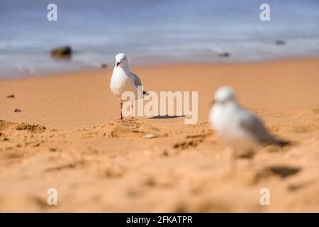 Möwenvögel am Strand. Nahaufnahme der weißen Möwen. Zwei Möwen stehen auf dem Sand. Stockfoto