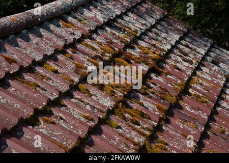 Verschmutzte Dachziegel zur umweltfreundlichen Kontrolle von Moos Und Flechten Stockfoto