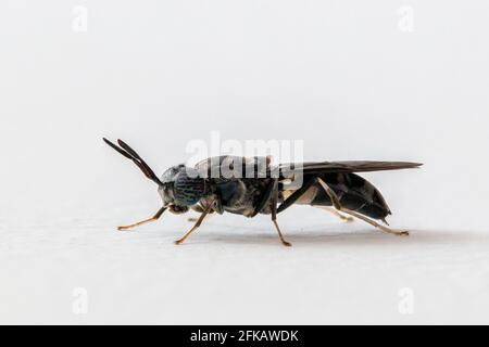 Schwarze Soldatenspinne Stockfoto
