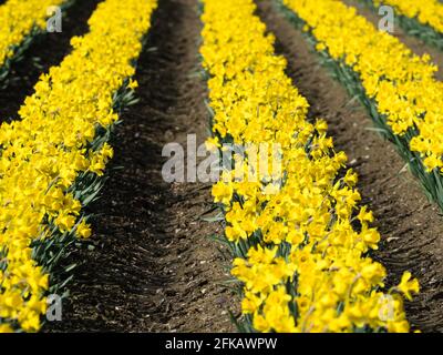 Reihen blühender Narzissen auf den Feldern im Skagit Valley - Staat Washington, USA Stockfoto