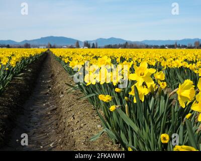 Reihen blühender Narzissen auf den Feldern im Skagit Valley - Staat Washington, USA Stockfoto