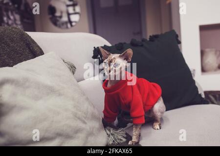 Sphinx Katze in einem roten Kapuzenpullover auf der Couch sitzend Im Zimmer Stockfoto