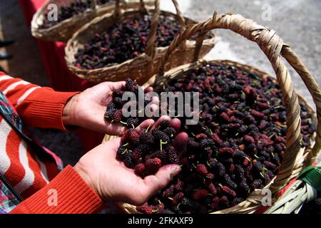 Hefei, Chinas Provinz Anhui. April 2021. Dorfbewohner zeigen ihre frisch gepflückten Maulbeeren auf einem Obstgarten im Kreis Feixi, ostchinesische Provinz Anhui, 30. April 2021. Quelle: Liu Junxi/Xinhua/Alamy Live News Stockfoto