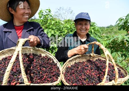 Hefei, Chinas Provinz Anhui. April 2021. Dorfbewohner zeigen ihre frisch gepflückten Maulbeeren auf einem Obstgarten im Kreis Feixi, ostchinesische Provinz Anhui, 30. April 2021. Quelle: Liu Junxi/Xinhua/Alamy Live News Stockfoto