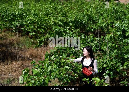 Hefei, Chinas Provinz Anhui. April 2021. Ein Tourist pflückt Maulbeeren in einem Obstgarten im Kreis Feixi, ostchinesische Provinz Anhui, 30. April 2021. Quelle: Liu Junxi/Xinhua/Alamy Live News Stockfoto