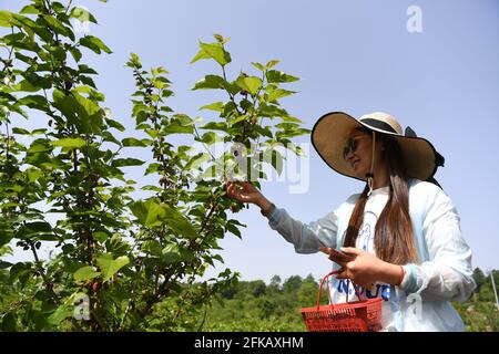 Hefei, Chinas Provinz Anhui. April 2021. Ein Tourist pflückt Maulbeeren in einem Obstgarten im Kreis Feixi, ostchinesische Provinz Anhui, 30. April 2021. Quelle: Liu Junxi/Xinhua/Alamy Live News Stockfoto